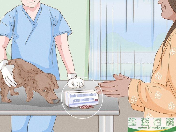 怎么增强狗狗的后腿肌肉