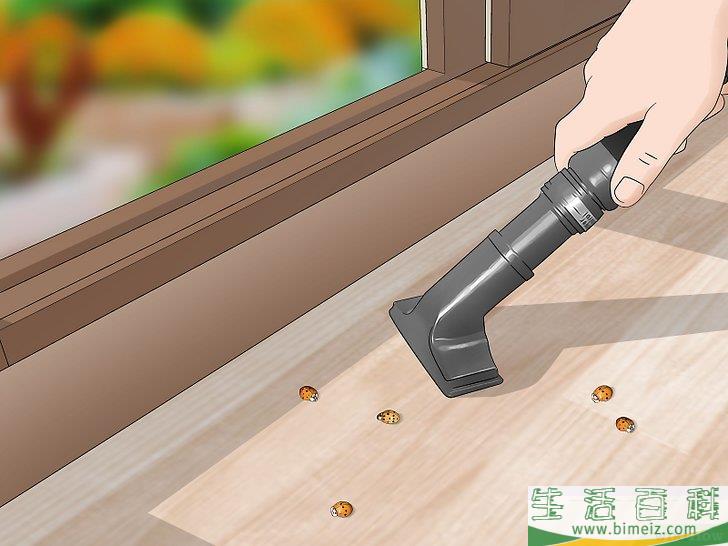 怎么消灭异色瓢虫