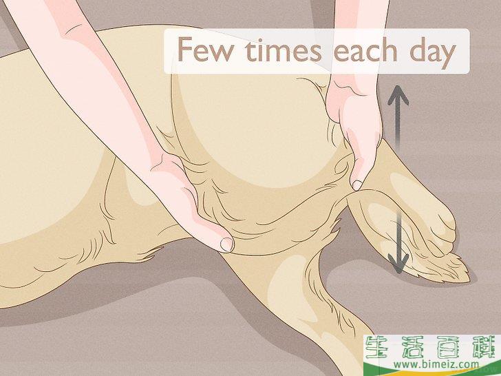 怎么增强狗狗的后腿肌肉