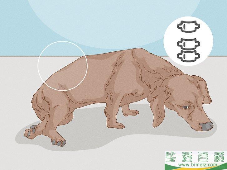 怎么增强狗狗的后腿肌肉