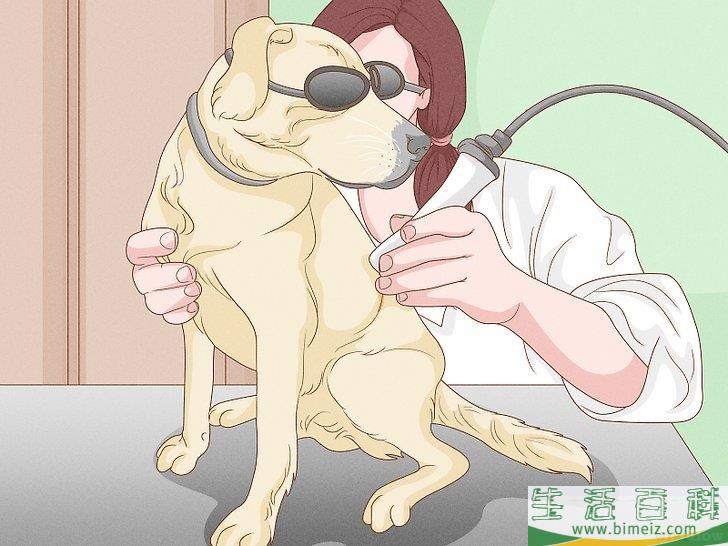 怎么增强狗狗的后腿肌肉