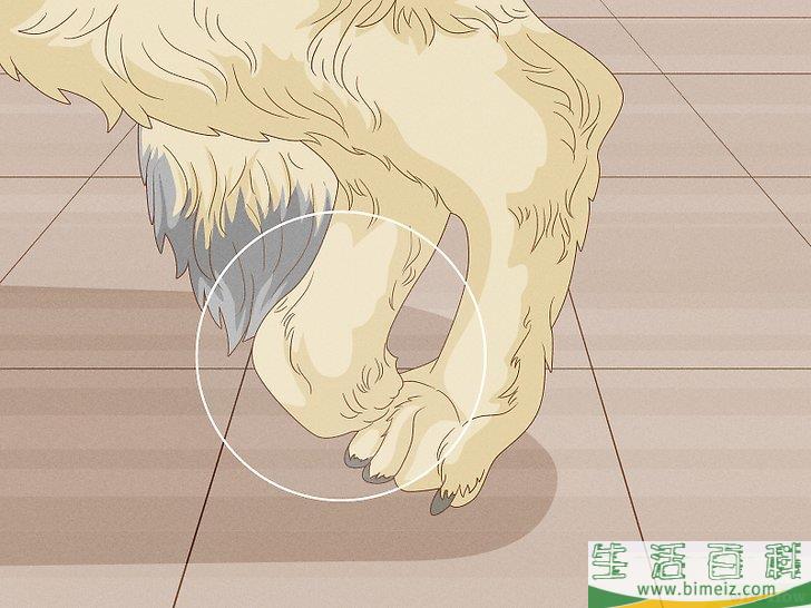 怎么增强狗狗的后腿肌肉