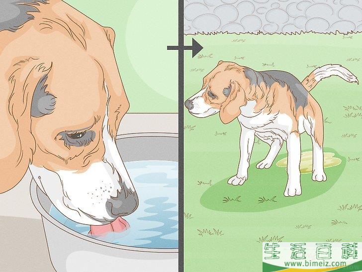 怎么增强狗狗的后腿肌肉