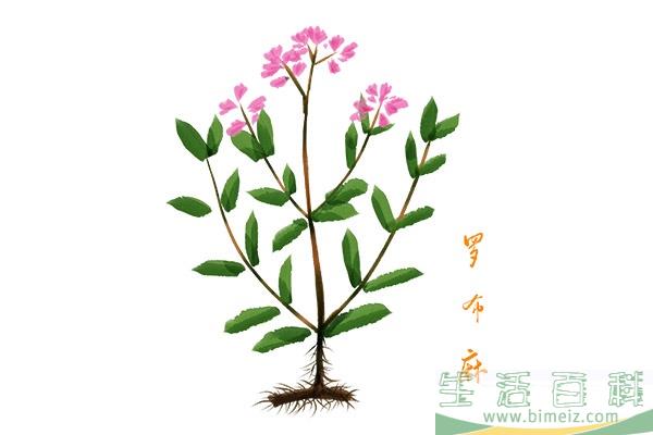 罗布麻茶1.jpg