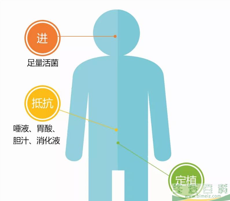 张韶涵推荐的益生菌有用吗 女性服用益生菌有哪些好处