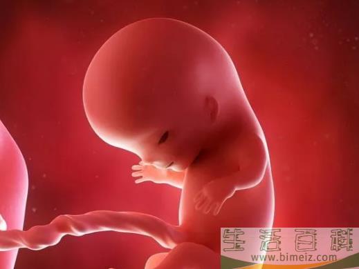 夫妻年龄会影响胎儿性别吗 备孕年龄能影响到胎儿性别吗