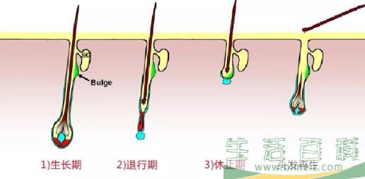 产后脱发多久能长回来 产后脱发怎么洗头发