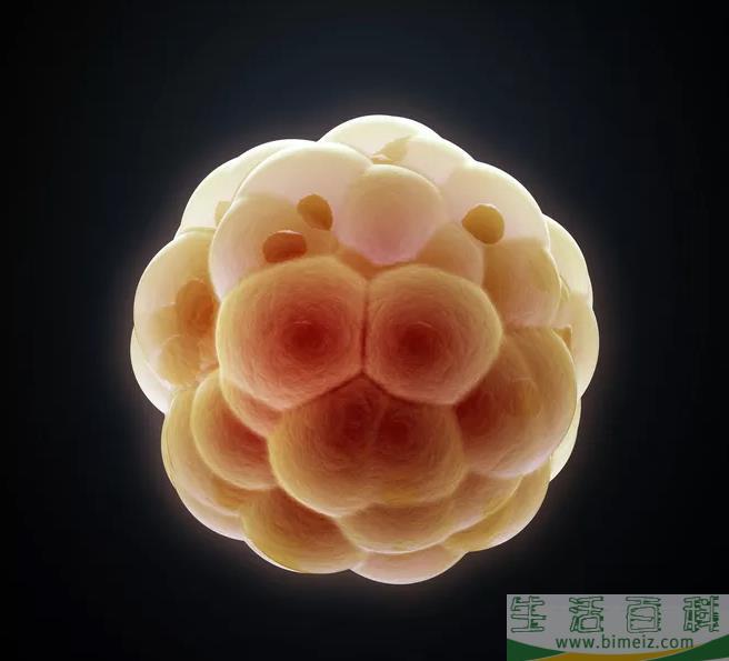 卵泡要越大越好吗 卵泡过大会影响怀孕吗