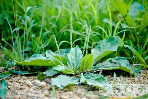 车前草能治前列腺炎吗 车前草治前列腺炎多久见效