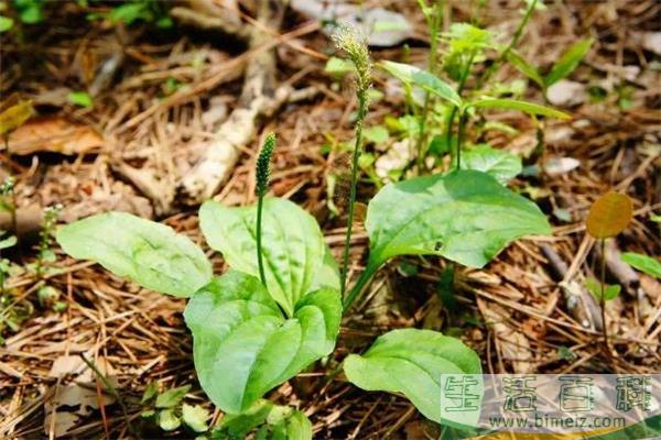 车前草可以治感冒吗 车前草有副作用吗