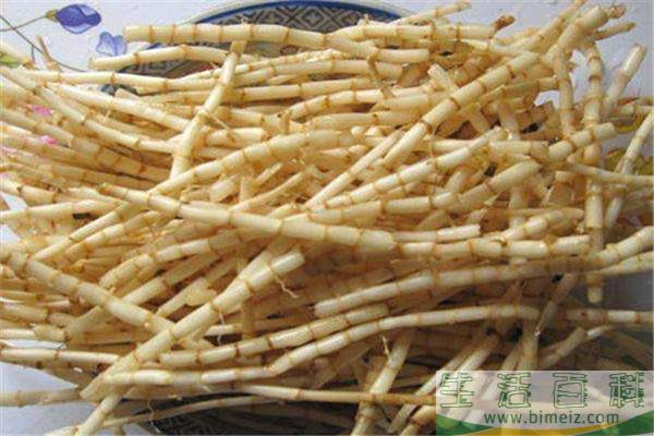什么是茅草根 茅草根有什么功效