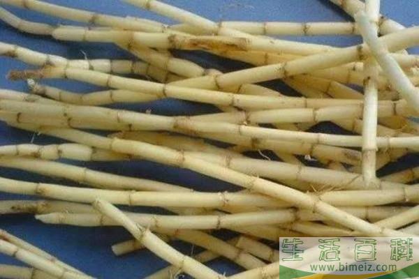 什么是茅草根 茅草根有什么功效