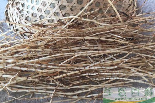 什么是茅草根 茅草根有什么功效