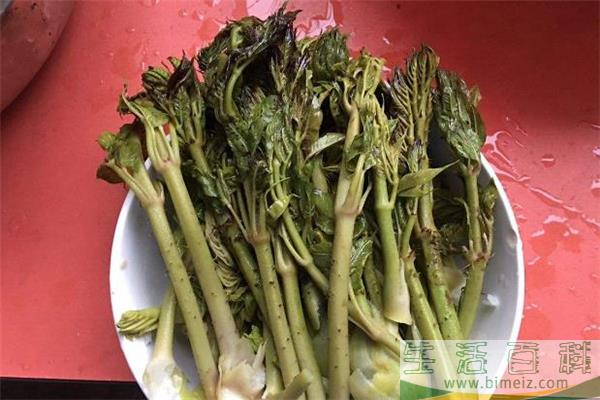 刺老芽是什么 刺老芽怎么吃