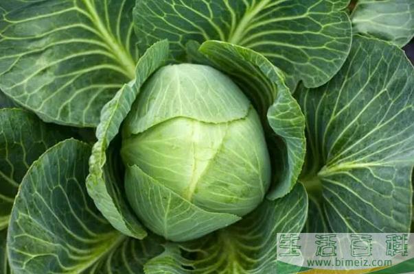 卷心菜怎么炒比较好吃 卷心菜的热量