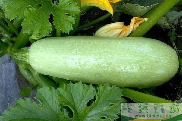 西葫芦煮多久能熟 西葫芦不熟会中毒吗