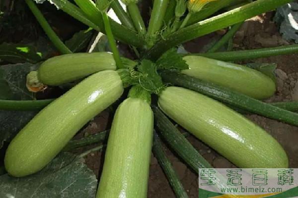 西葫芦有苦味还能吃吗 西葫芦发苦是坏了吗