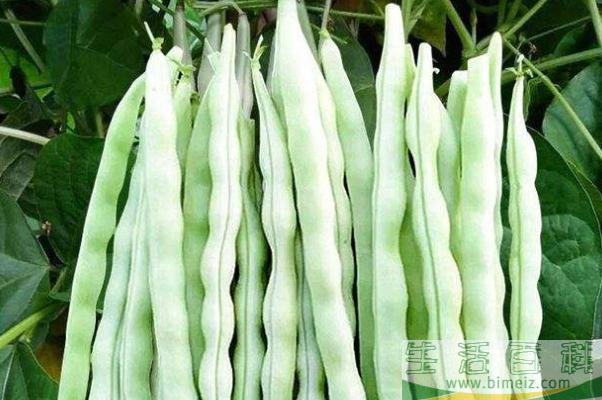 豆角的功效和作用 豆角的营养成分