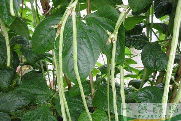 豆角是粗纤维蔬菜吗 豆角是十字花科蔬菜吗