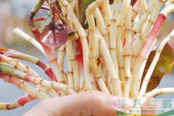 折耳根有寄生虫吗 折耳根有没有毒
