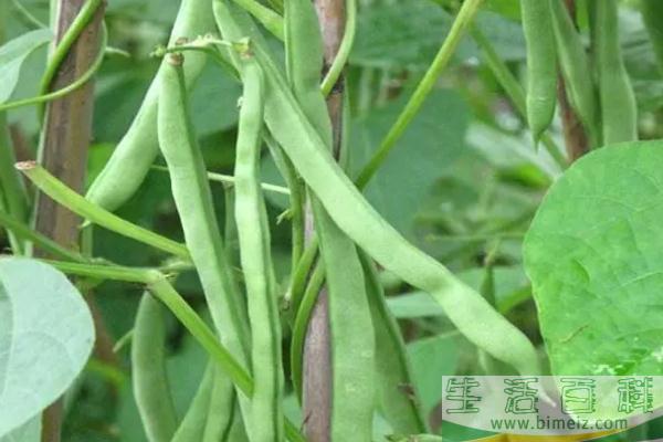 四季豆没炒熟会中毒吗 四季豆的功效与作用