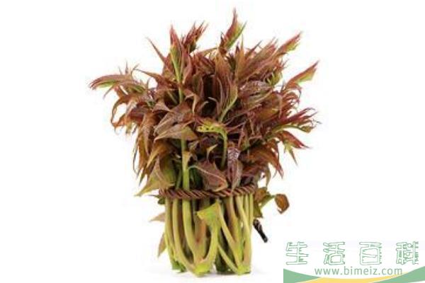 香椿的功效与作用 香椿的营养功效