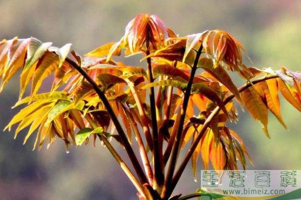 香椿的功效与作用 香椿的营养功效