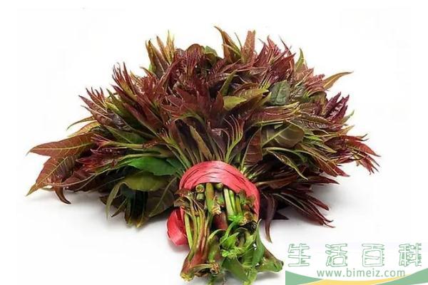 香椿是几月份吃的 香椿是寒性还是热性