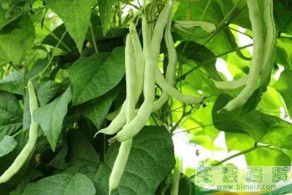 四季豆是什么季节的菜 四季豆要放冰箱吗