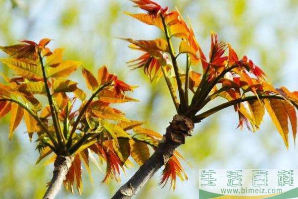香椿是几月份吃的 香椿是寒性还是热性