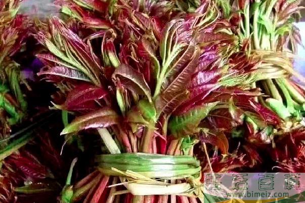 香椿是几月份吃的 香椿是寒性还是热性