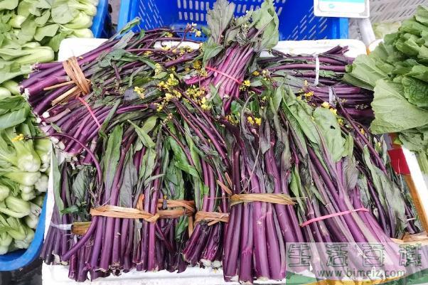 菜苔怎么炒好吃 菜苔北方叫什么菜