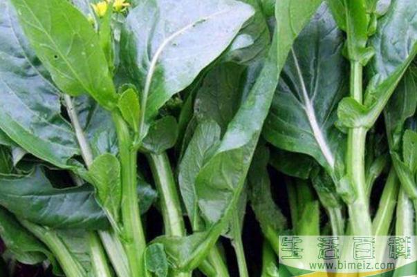 菜苔孕妇可以吃吗 菜苔的营养价值及功效
