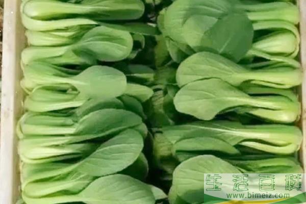 上海青需要焯水吗 上海青可以煮着吃吗