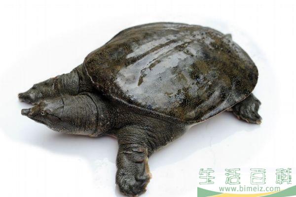 甲鱼是鱼吗 甲鱼有什么营养价值呢