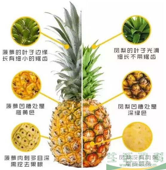 菠萝和凤梨到底什么关系 生物学上是同一种水果