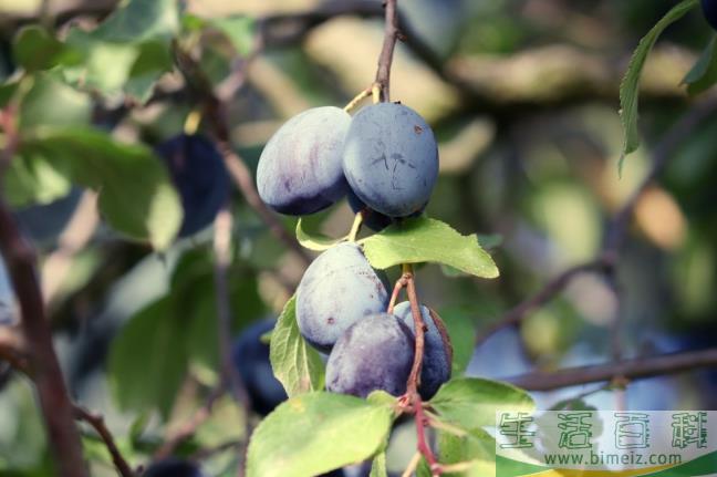 西梅皮可以吃下去吗 西梅皮上的白霜可以吃吗