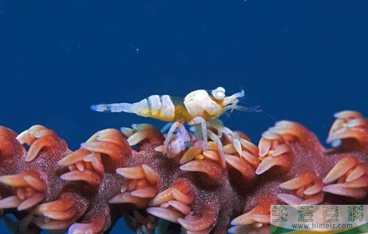 早上买的虾中午死了可以吃吗 虾死了几个小时能不能吃了