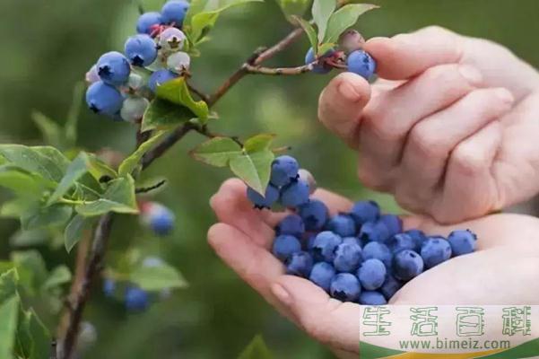 蓝莓是什么季节的水果 蓝莓在什么季节吃最好