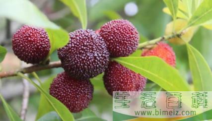 几月份是吃杨梅的季节1