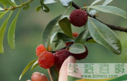 几月份是吃杨梅的季节3