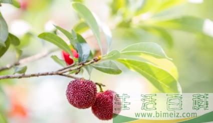 吃杨梅倒牙了怎么办3