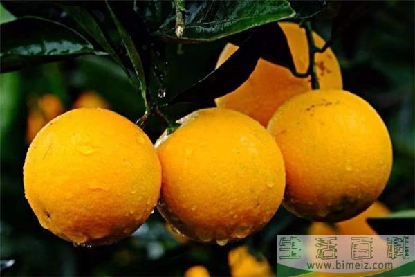 冰糖橙可以煮水喝吗 冰糖橙可以蒸着吃吗