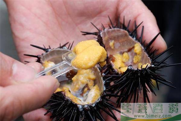 海胆刺身怎么吃 海胆可以直接吃吗