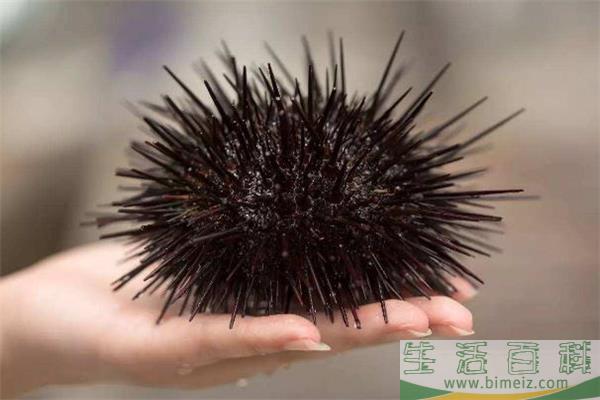 海胆刺身怎么吃 海胆可以直接吃吗