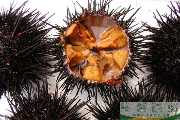 海胆没有黄是为什么 海胆没有黄能吃吗