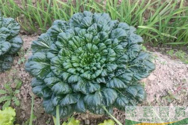 菊花菜用焯水吗 菊花菜怎么凉拌好吃