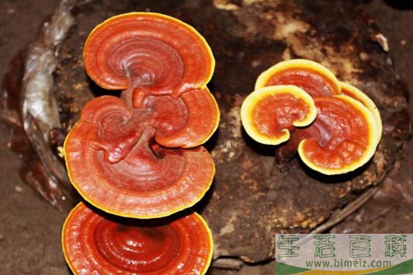 灵芝有保质期吗 灵芝怎么保存