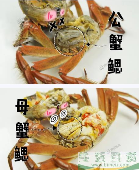 螃蟹的腿有几条4