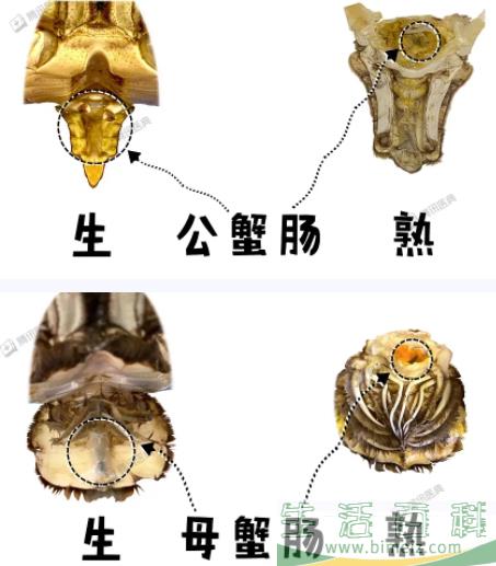 螃蟹的腿有几条6